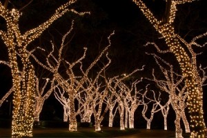 trees lit with solar fairy lights